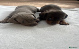 Miniature Dachshund dogs for sale: Miniature dachshund puppies  - Image 11