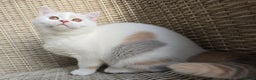 British Shorthair cats for sale: Stunning British Shorthair Kittens  - Advert 12