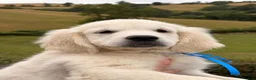 Golden Retriever dogs for sale: Kc registered health tested parents  - Advert 14