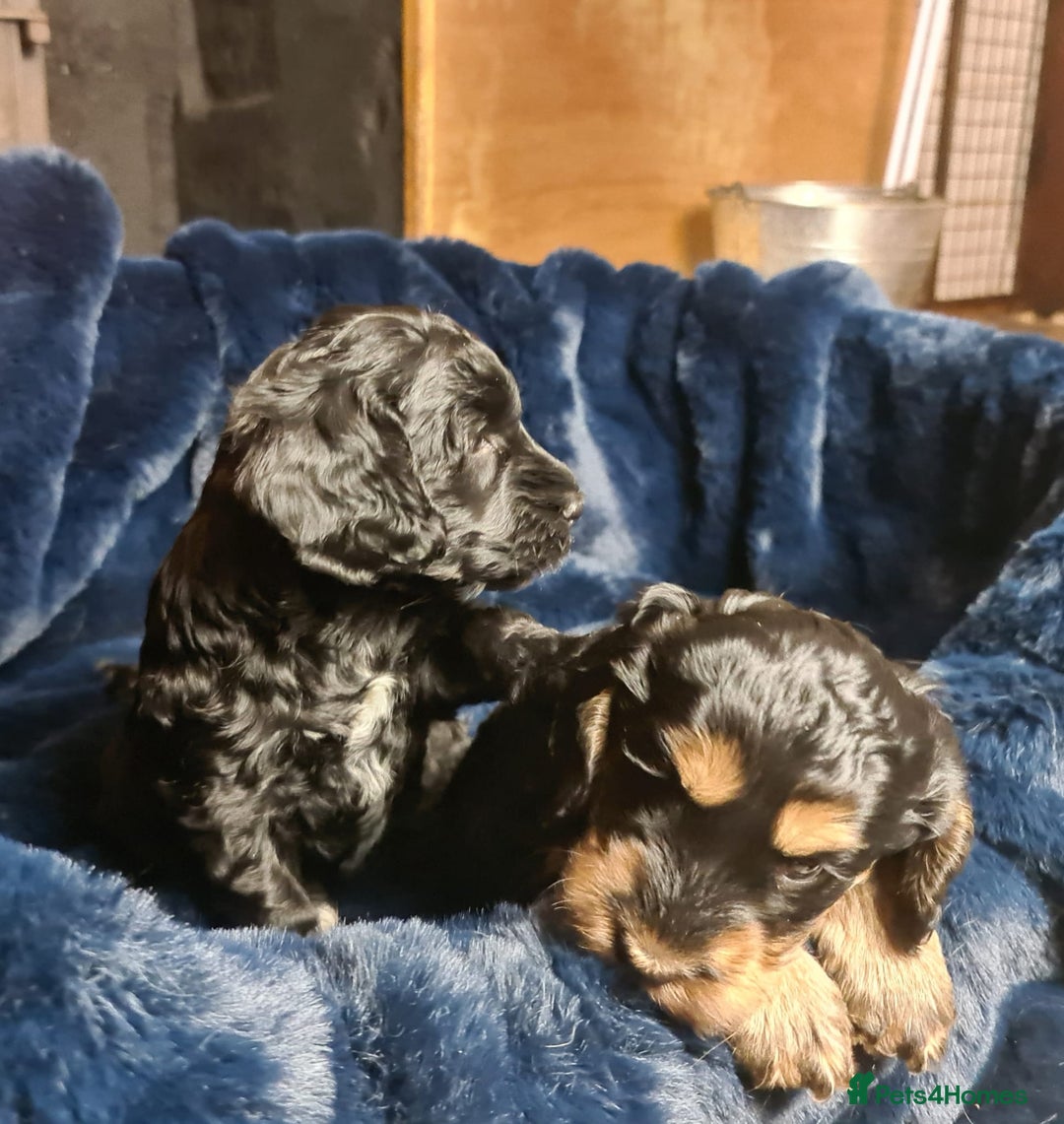 Cockapoo dogs for sale: Exceptional Cockapoo Puppies for Sale - Advert 16