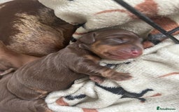 Dachshund dogs for sale: BEAUTIFUL Miniature Dachshund's  - Image 9