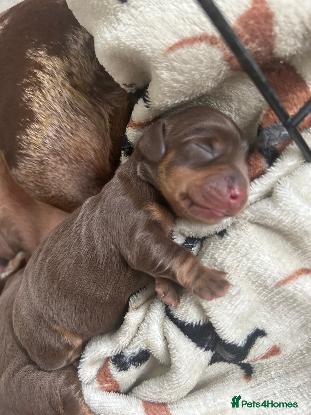 Dachshund dogs for sale: BEAUTIFUL Miniature Dachshund's  - Image 9