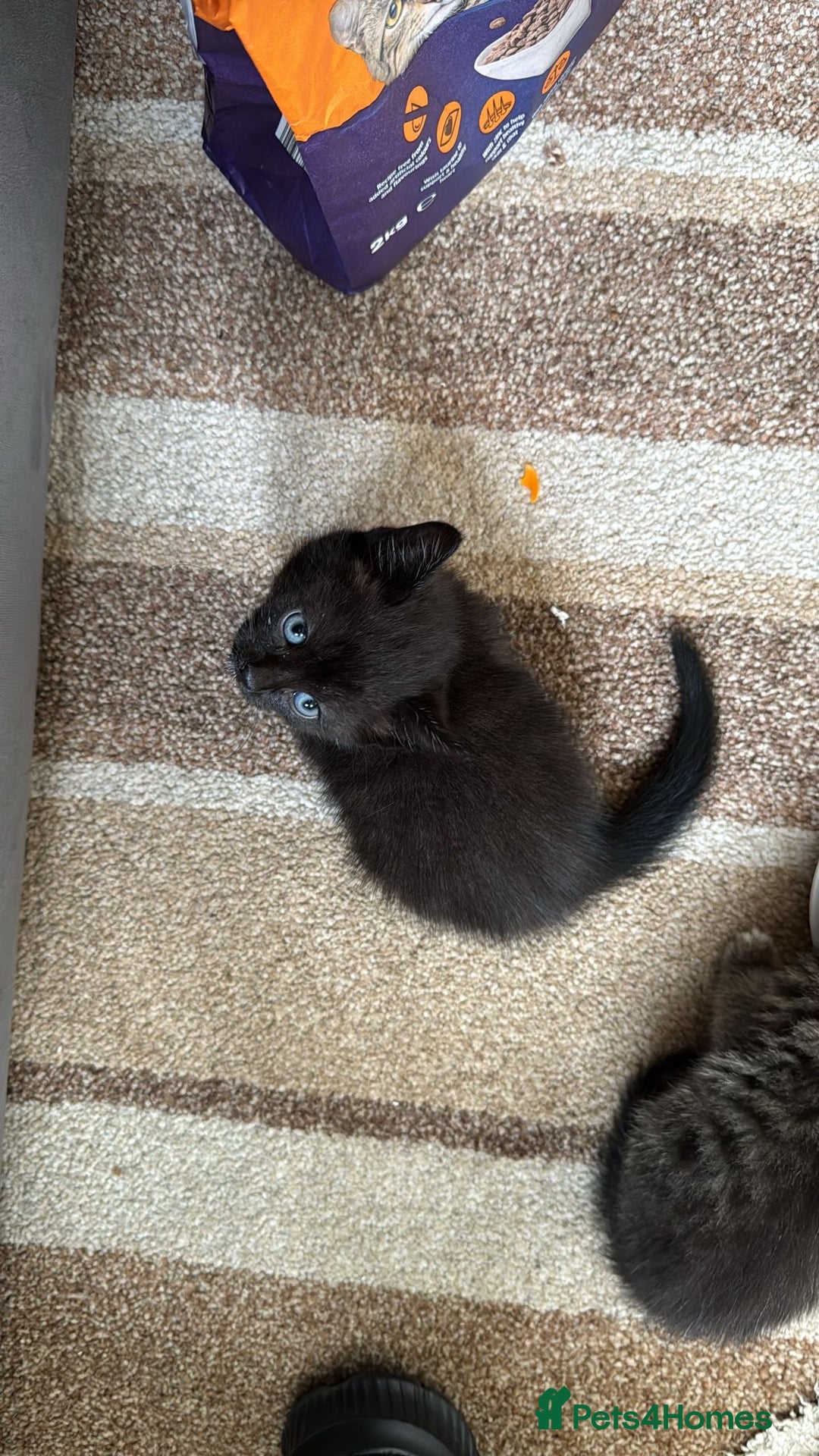 Domestic Shorthair cats for sale: Lovely kittens ready for new home - Image 4
