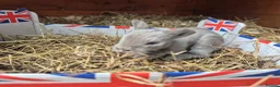Lionhead rabbits for sale: Double Mane Lionhead Bunnies  - Advert 11