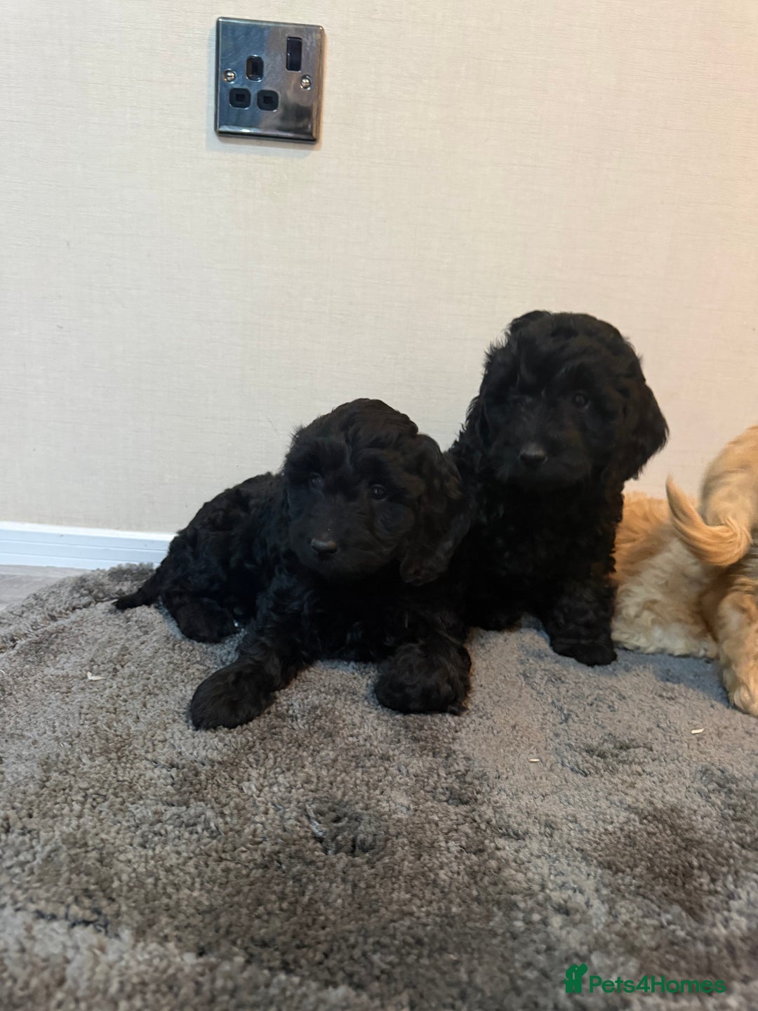 Cockapoo dogs for sale: Cockapoo puppies - Advert 28