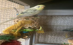Budgerigars birds for sale: 11 budgies and 1 cocktails  - Image 2