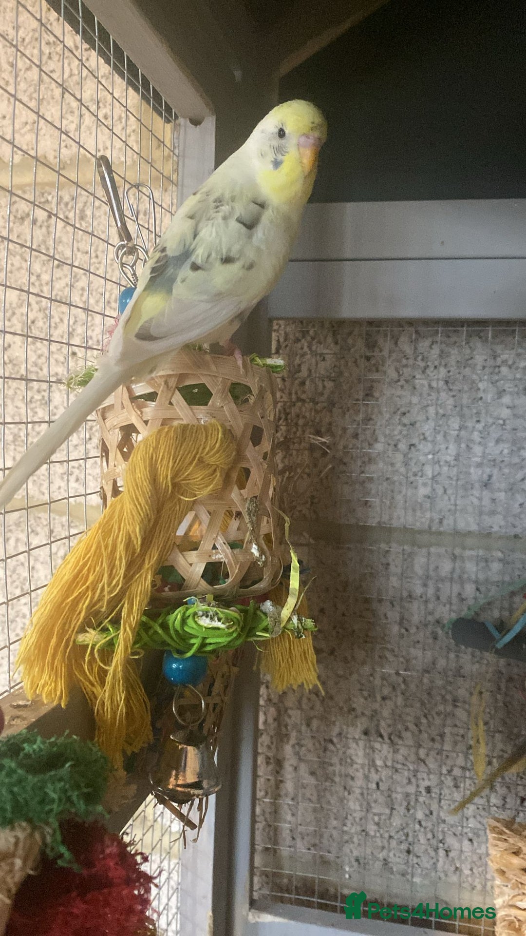Budgerigars birds for sale: 11 budgies and 1 cocktails  - Image 2