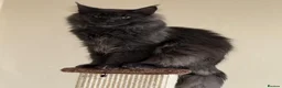 Maine Coon cats for sale: Maine Coon Kittens - Advert 12
