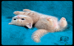 Scottish Fold cats for sale: TICA Registered Scottish kittens - Image 22