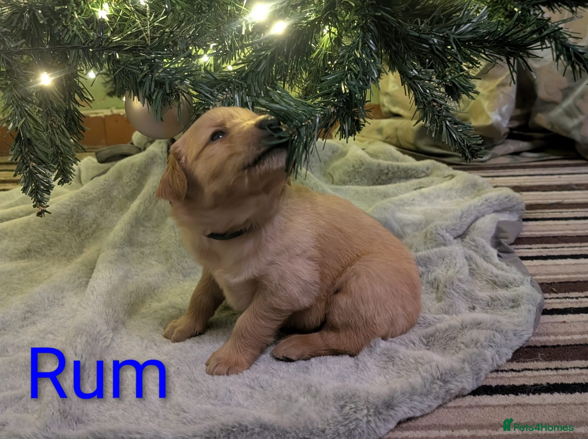 Golden Retriever dogs Working Golden Retriever Puppies  - Advert 12