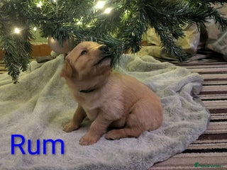 Golden Retriever dogs Working Golden Retriever Puppies - Advert 6