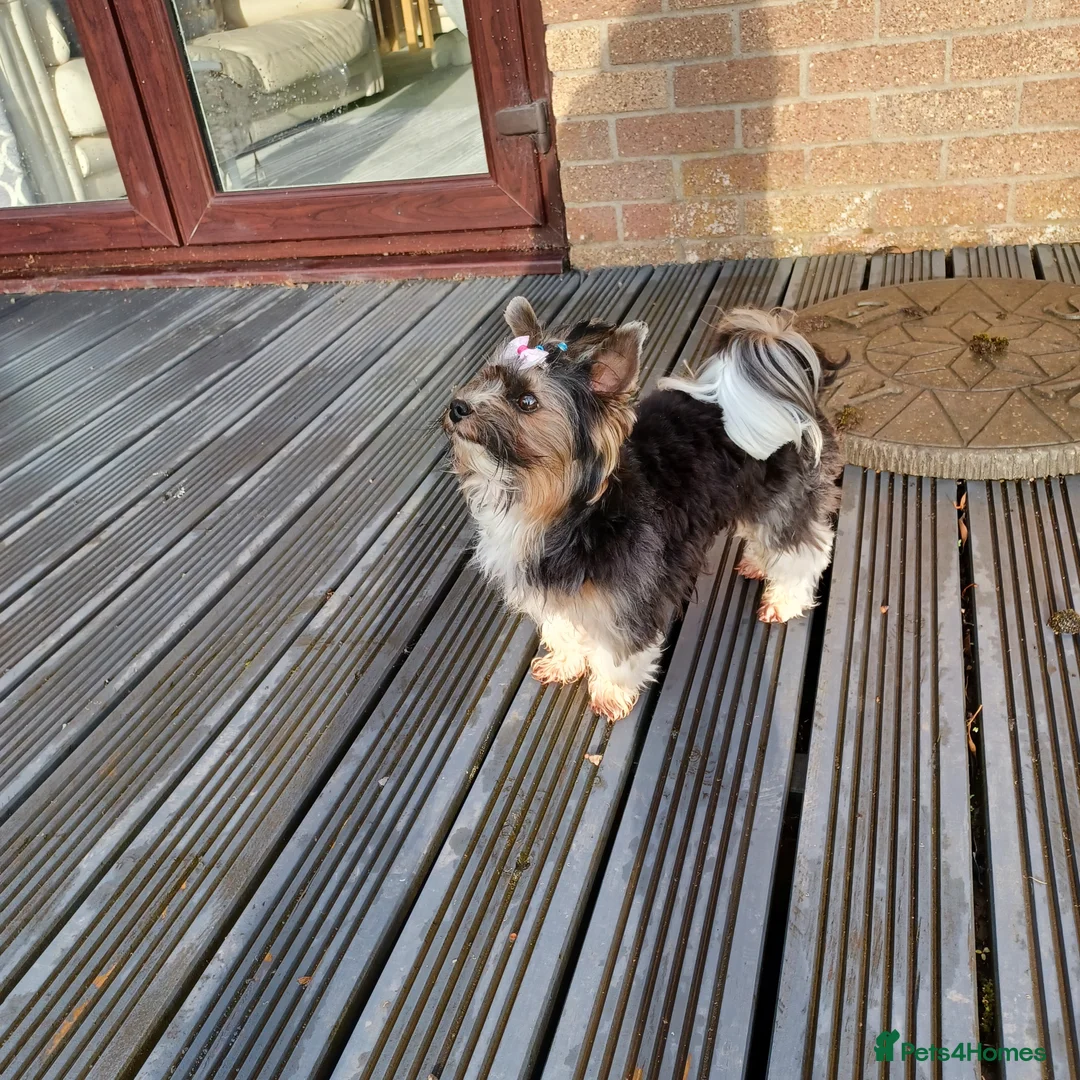 Yorkshire Terrier dogs for stud: Purebred BiewerTerrier/ColourfulYorkie Proven Stud in Merthyr Tydfil - Advert 32