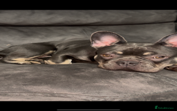 French Bulldog dogs for sale: French Bulldog  - Image 5