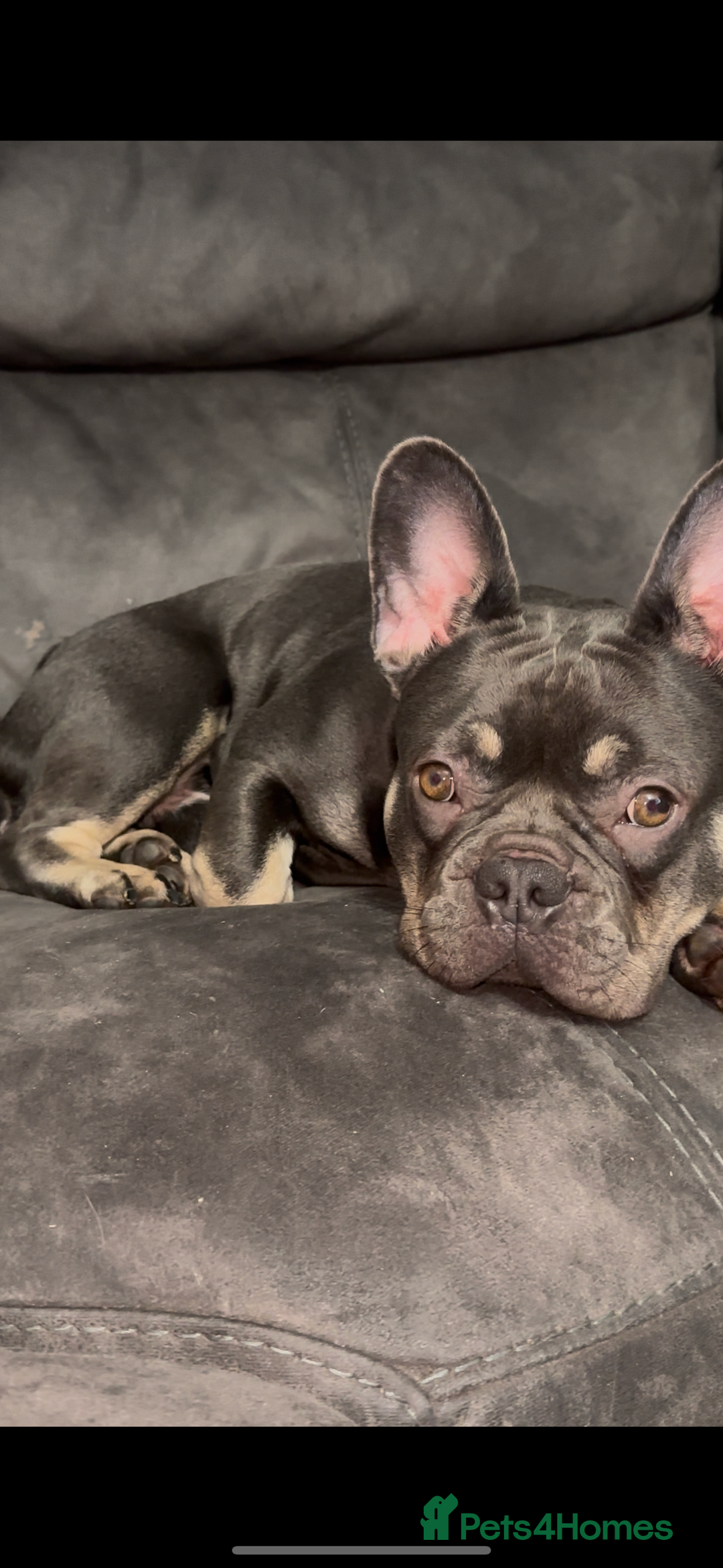 French Bulldog dogs for sale: French Bulldog  - Image 5