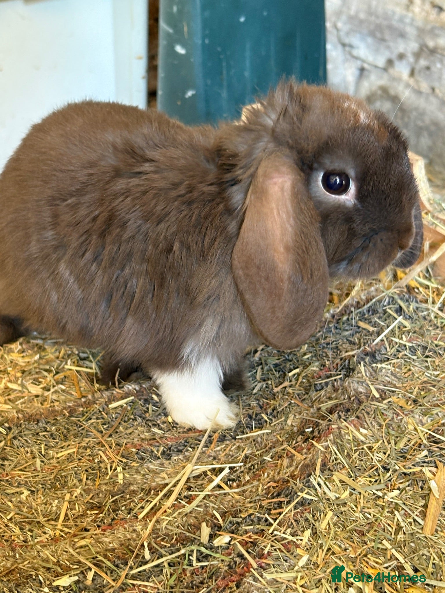 Mini Lop rabbits Mini lops-raised indoors-vaccinated  - Advert 2