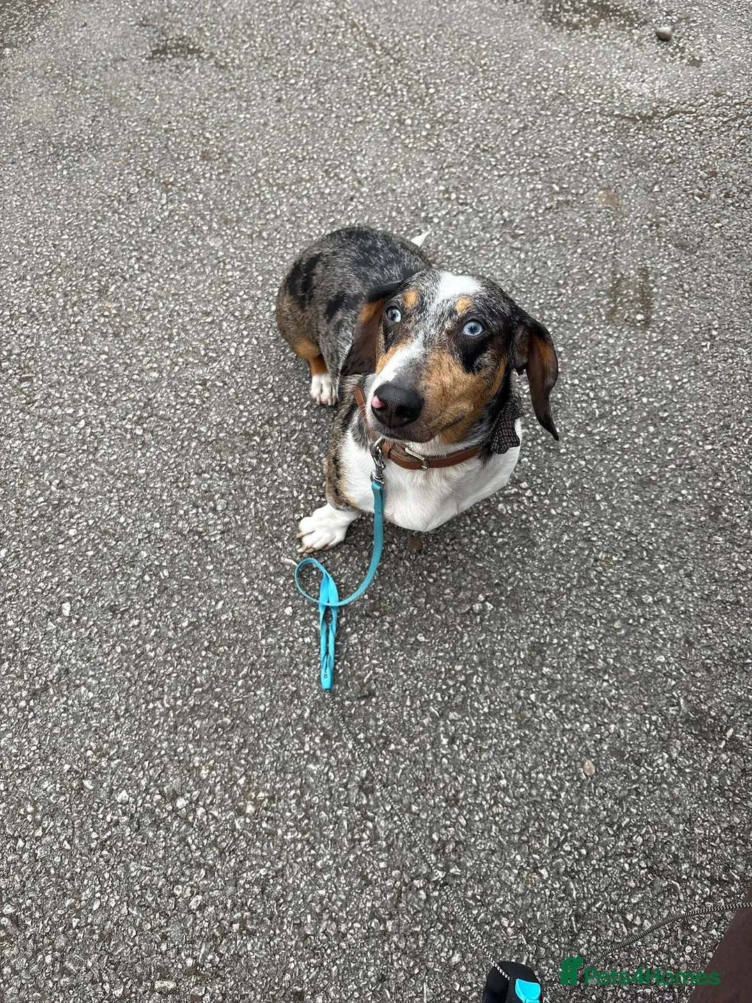Mixed Breed dogs for adoption: 🐾Meet NORMAN 🐾 - a Lovely Boy for a Loving Home  - Advert 24