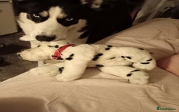 Utonagan dogs for sale: happy, clever boy - Image 6