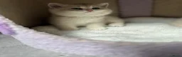 British Shorthair cats for sale: Gorgeous golden blue fur babies 😻 - Advert 6