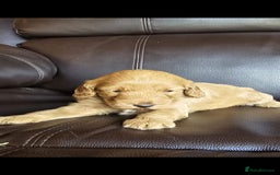 Cockapoo dogs for sale: 5 gorgeous red cockapoos  - Image 4