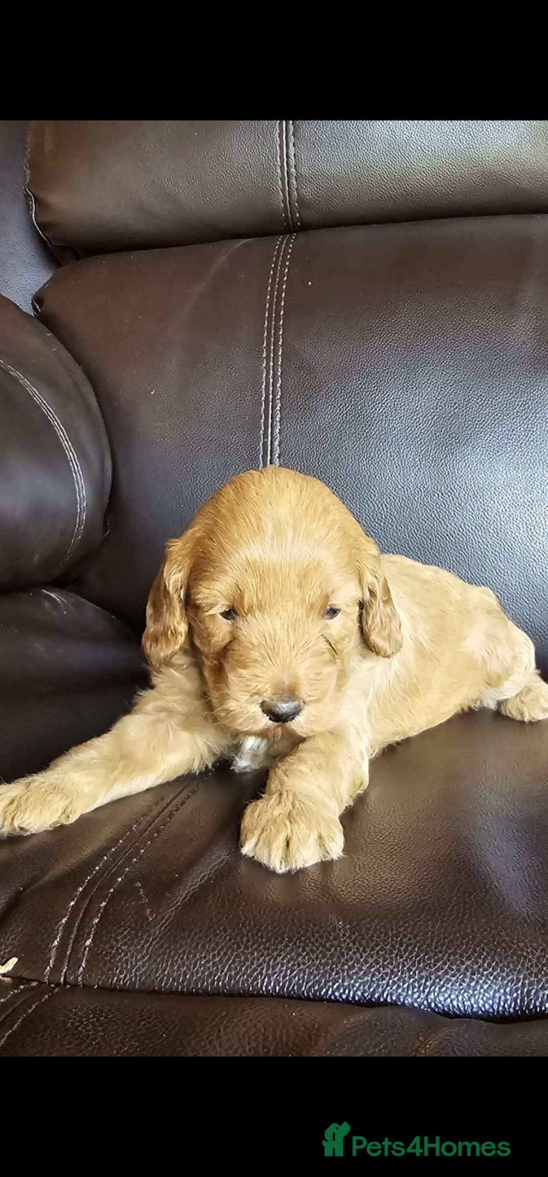 Cockapoo dogs for sale: 5 gorgeous red cockapoos  - Image 4