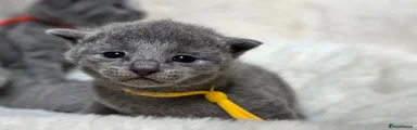 Russian Blue Kitten 1