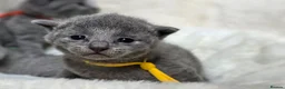 Russian Blue cats for sale: 💙  Russian Blue Kittens – Champion Line, TICA - Advert 31