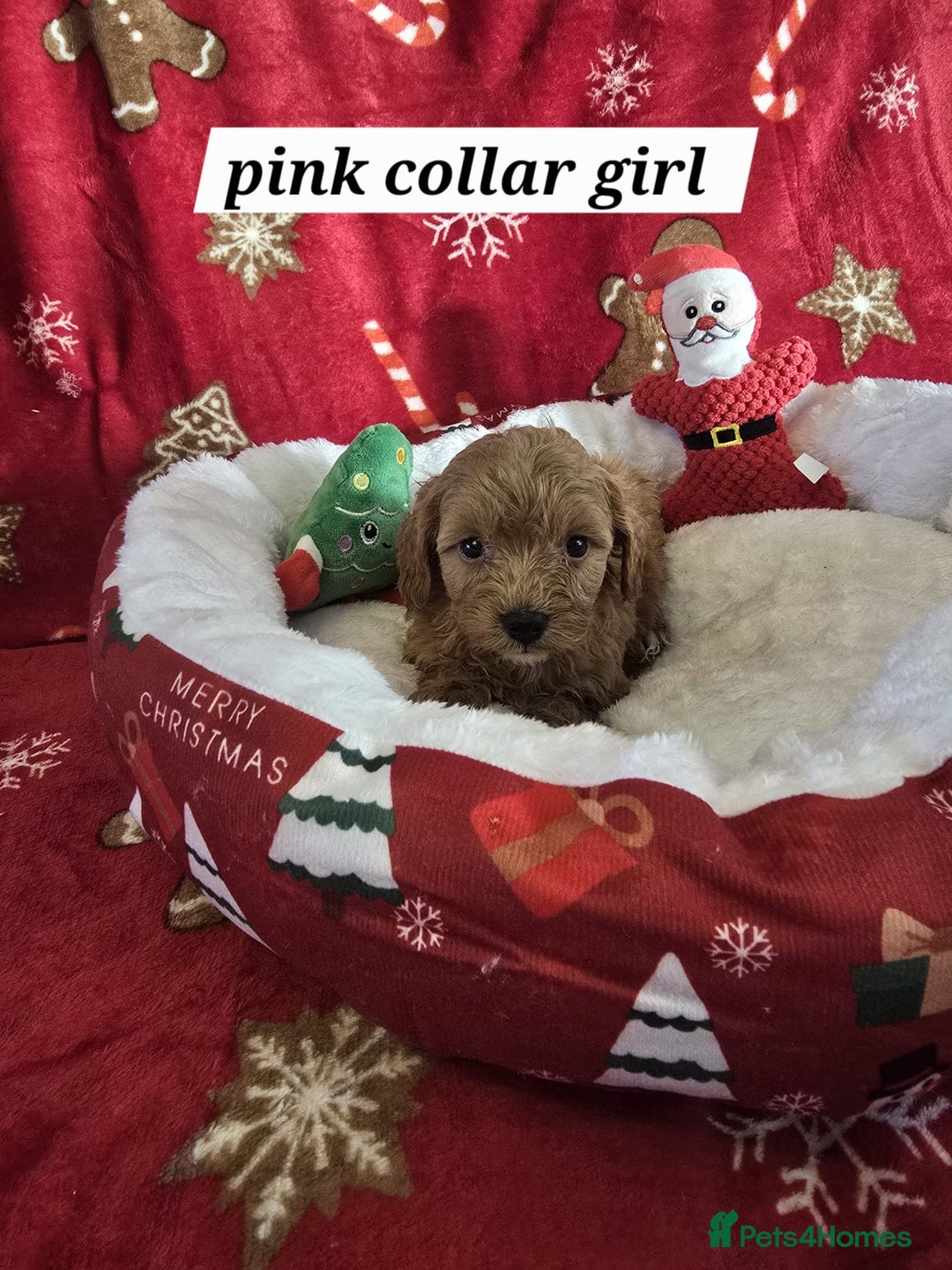 Cockapoo dogs for sale: F1 cockerpoo puppies  - Advert 7