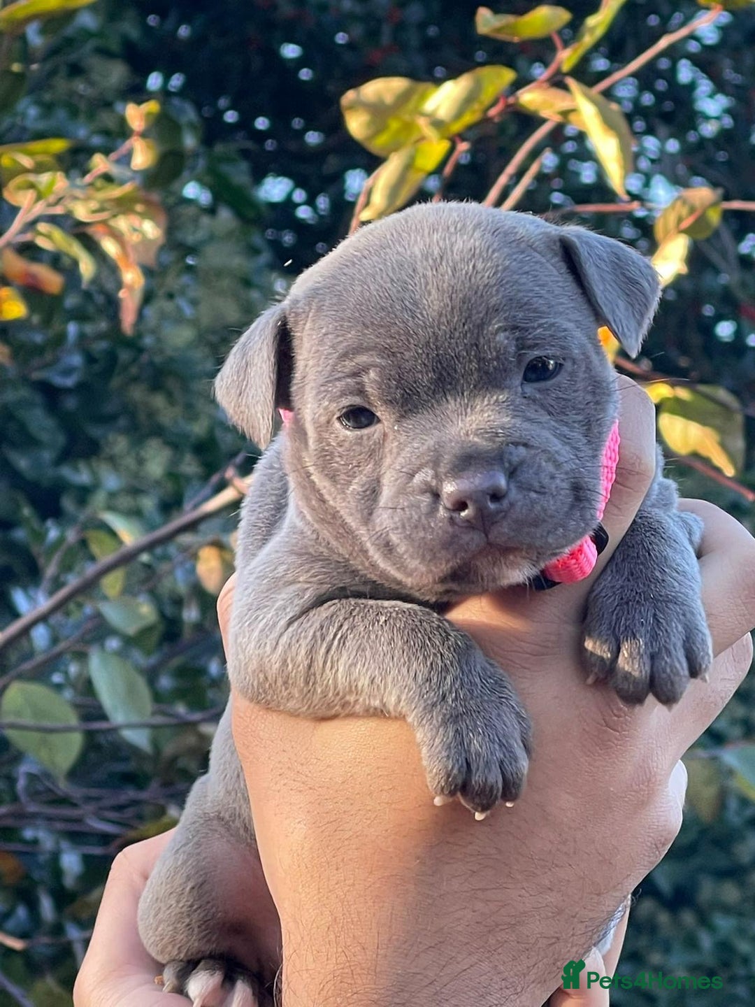 Staffordshire Bull Terrier dogs for sale: SIMPLY STUNNING COI 5.4% - Advert 11