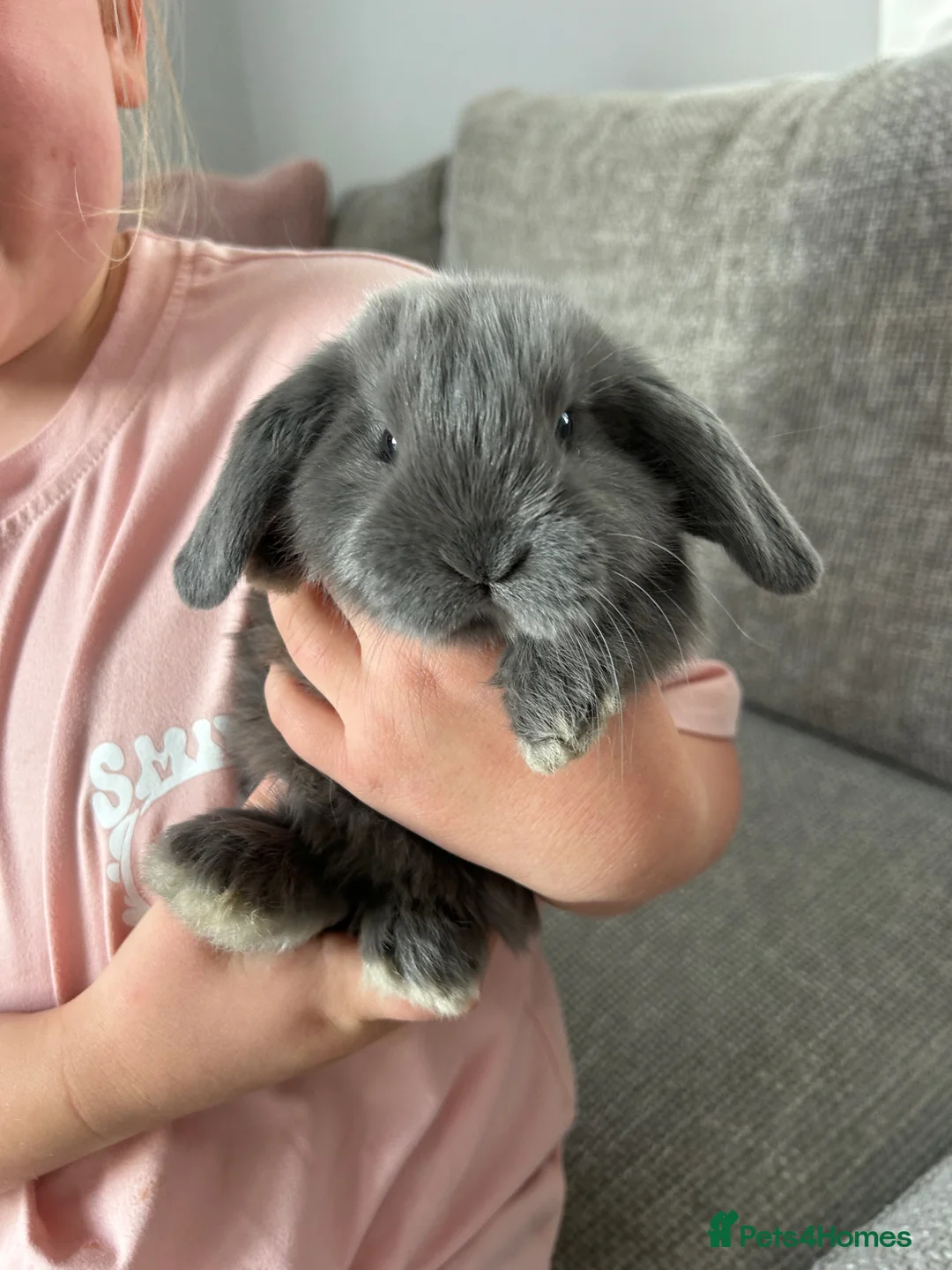 Mini Lop rabbits for sale: Mini lops - Advert 20