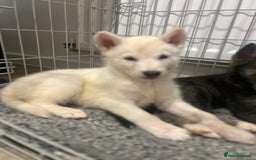 Siberian Husky dogs for sale: 3 x Siberian husky puppies  - Image 16