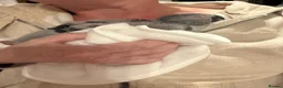Parrots birds for sale: Hand reared Congo African grey  - Advert 9