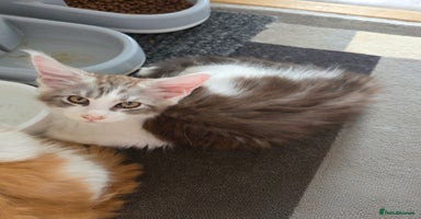 Maine Coon cats in Blackpool - Advert 1