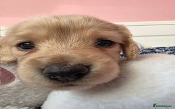 Mixed Breed dogs for sale: Cocker Spaniel Puppies – 4 Weeks Old - reserve now - Advert 2