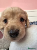 Mixed Breed dogs Cocker Spaniel Puppies – 4 Weeks Old - reserve now - Advert 3