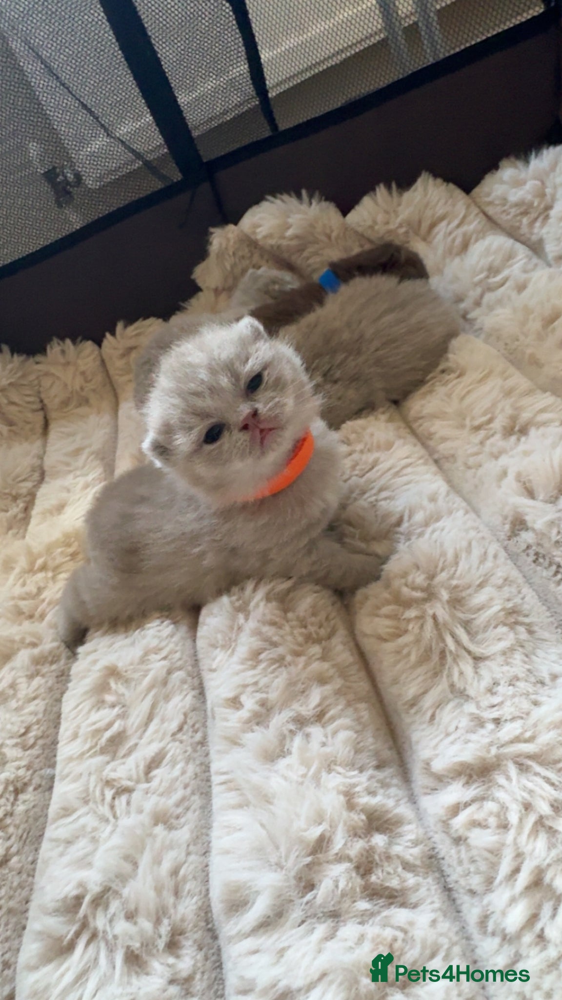 British Shorthair cats Pedigree chunky British shorthair kittens  - Advert 2