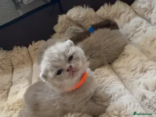 British Shorthair cats Pedigree chunky British shorthair kittens - Advert 2