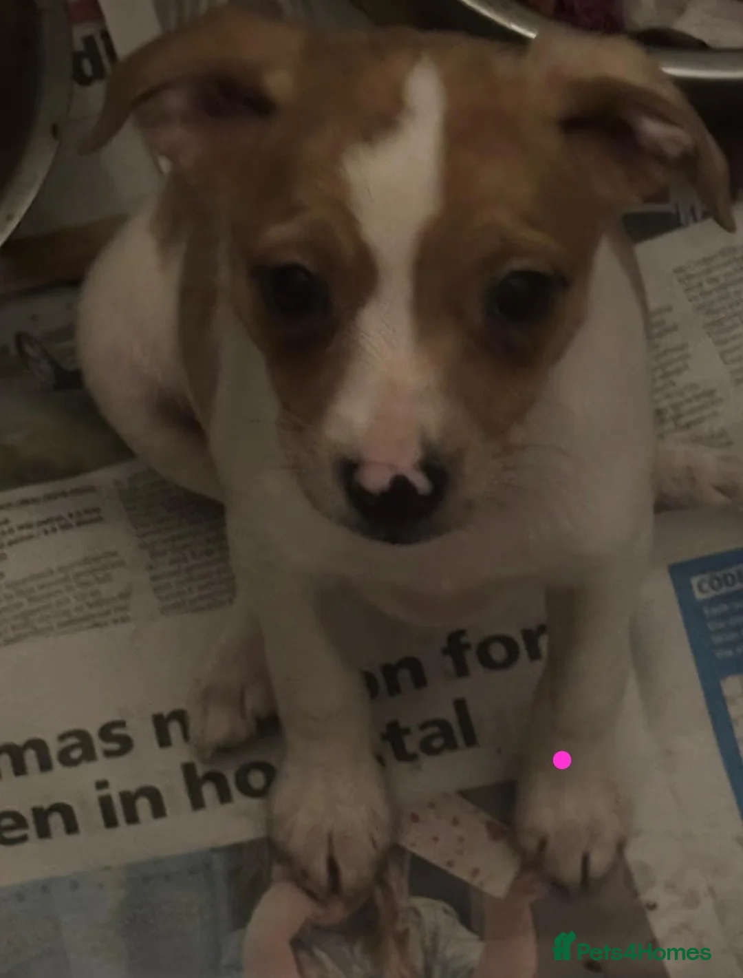 Jack Russell dogs for sale: Jack Russel pups  - Advert 12
