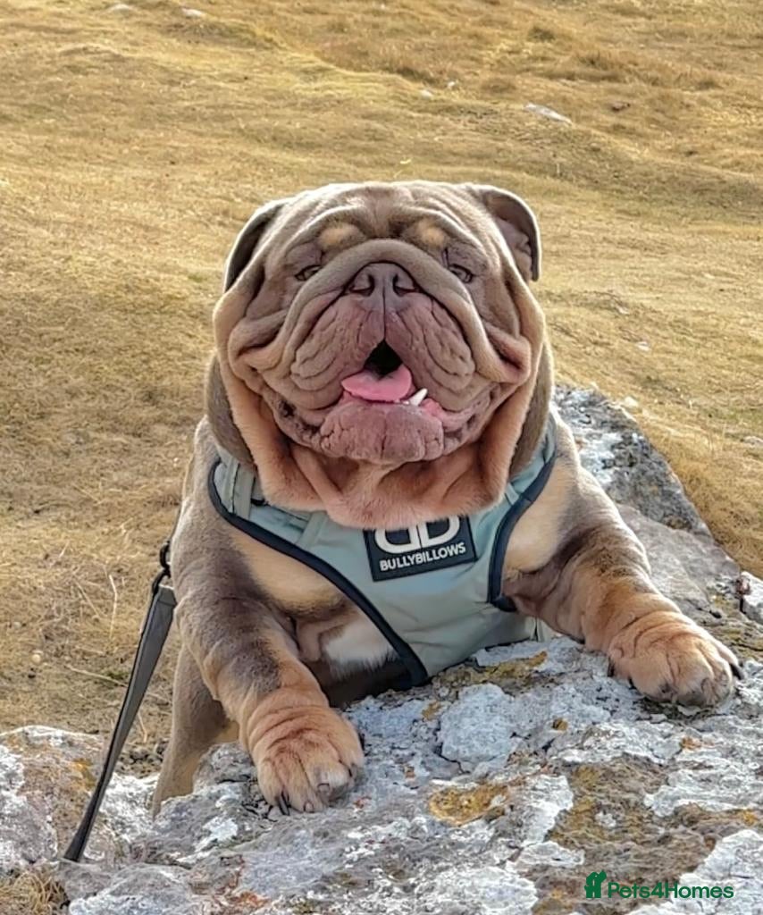 English Bulldog dogs CREATEABULLZ 🚨LOADED-LUX REDUCED  - Advert 12