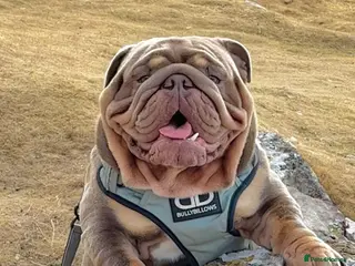 English Bulldog dogs CREATEABULLZ 🚨LOADED-LUX REDUCED - Advert 1