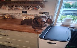 Dachshund dogs for stud: WALTER our HANDSOME boy! - Image 1