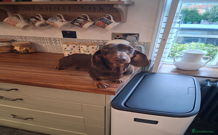 Dachshund dogs - Advert 1