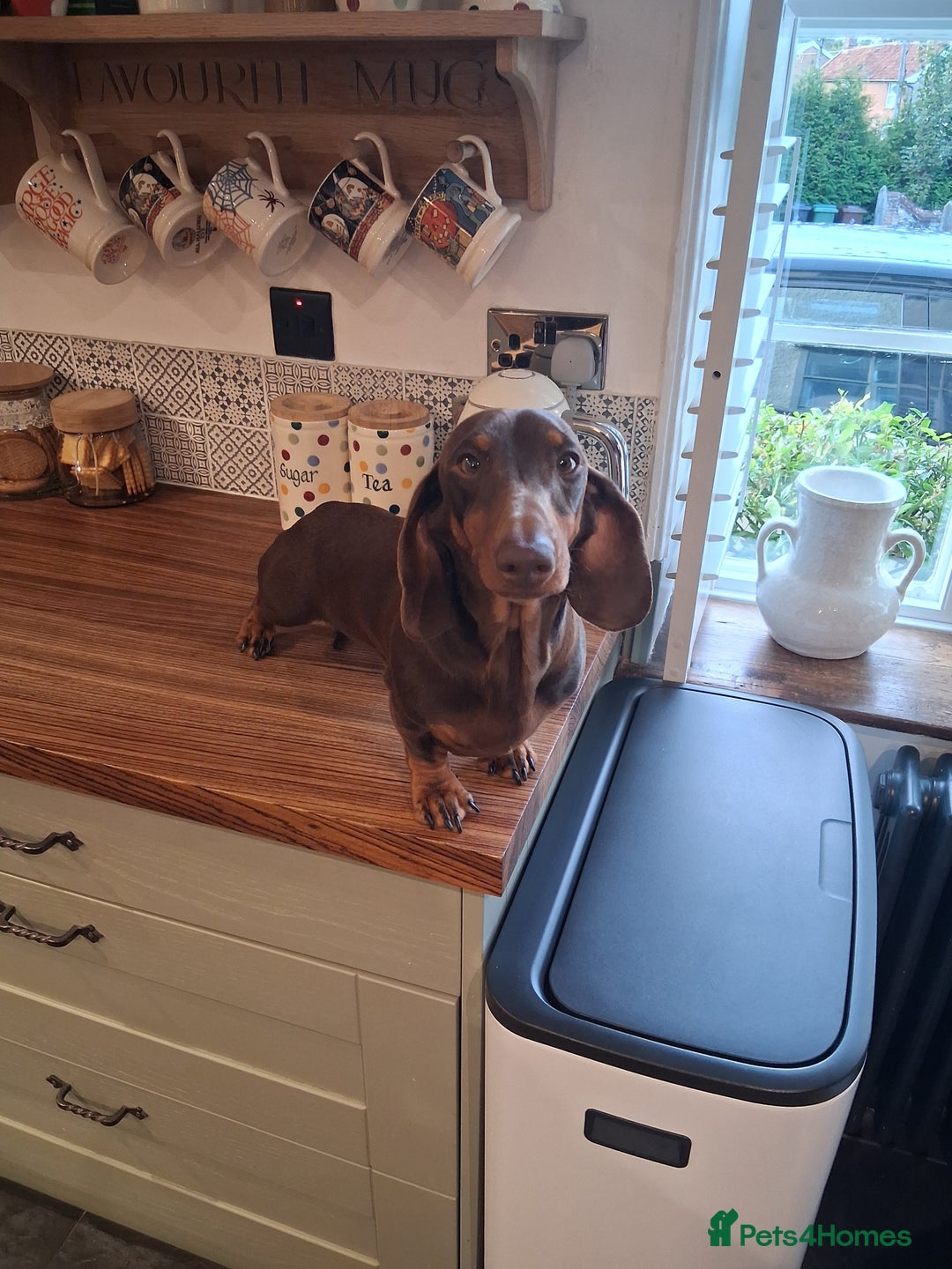 Dachshund dogs for stud: WALTER our HANDSOME boy! - Image 1