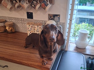 Dachshund dogs - Advert 5