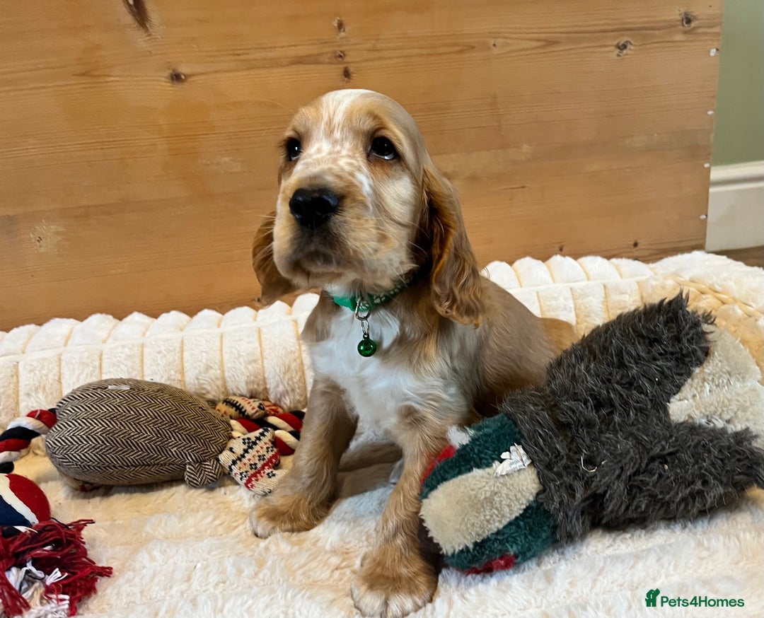 Cocker Spaniel dogs for sale: Show Type Cocker Spaniels - Advert 5