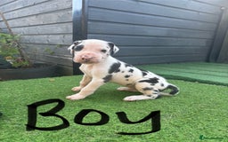 Great Dane dogs for sale: Highest health tested GD pups - Image 1