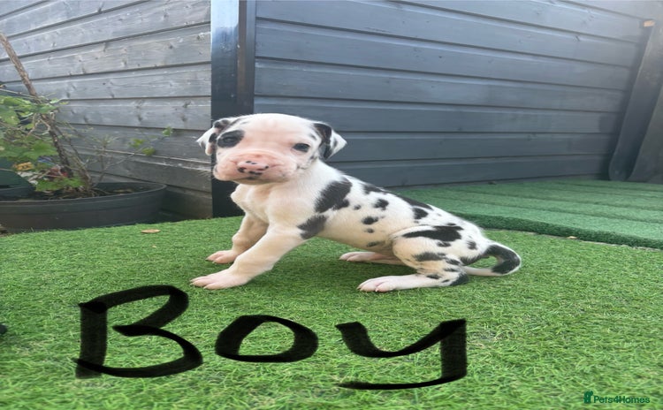 Great Dane dogs - Advert 1