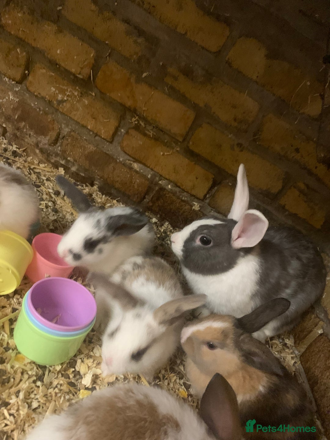 Mini Lop rabbits for sale: Baby bunnies  - Image 3