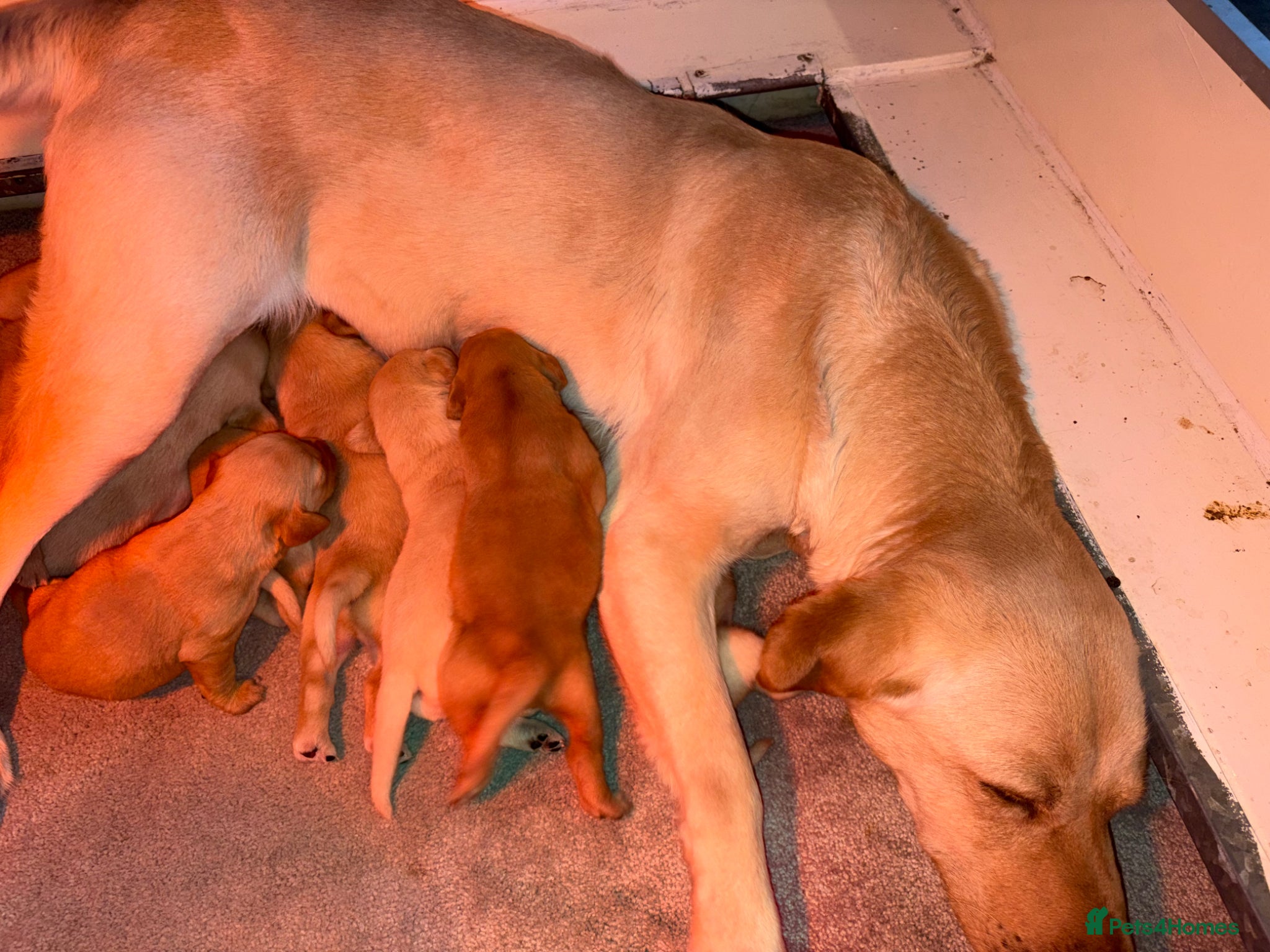 Labrador Retriever dogs KC REG YELLOW LABRADOR RETRIEVER PUPS - Advert 1