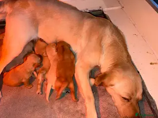 Labrador Retriever dogs KC REG YELLOW LABRADOR RETRIEVER PUPS - Advert 4
