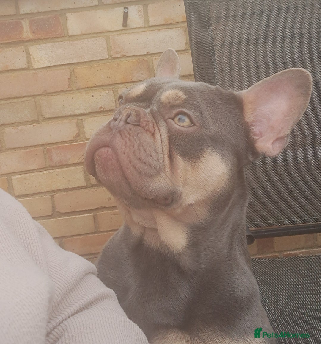 French Bulldog dogs for stud: Top Quality Stud RAMSGATE 🎯🎯 KC registered💣💣  in Ramsgate - Advert 9